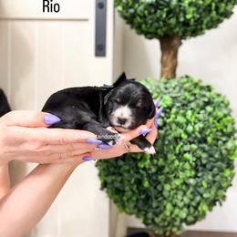Rio - Tri-color male Bernedoodle puppy in West Haven, Utah from Split Mountain Doodles