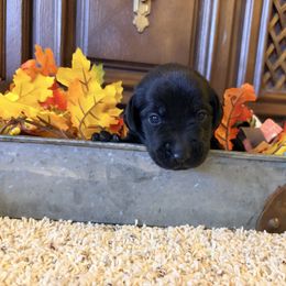 Kimber - Black female Labrador Retriever puppy in Richfield, Utah from Stormy River Retrievers