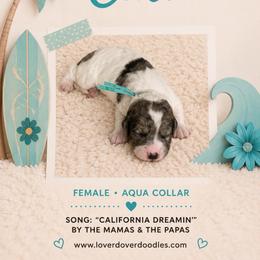 Cali - Merle female Goldendoodle puppy in Frostproof, Florida from Lover Dover Doodles