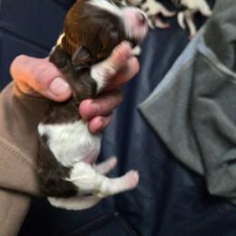 Girl 3 - Chocolate female Havanese puppy in Columbus, Ohio from Havanese Puppies Columbus