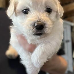 Musket - Purple - White female Coton de Tulear puppy in Rubicon, Wisconsin from Purplehaze Acres Cotons de Tulear
