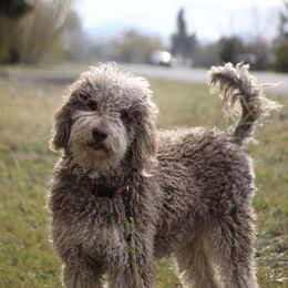 Fig - Bernedoodle
