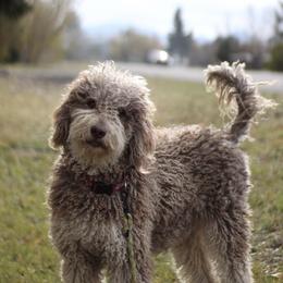 Fig - Bernedoodle