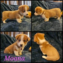 Pembroke Welsh Corgi Puppies from STR Corgis