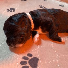 Bernedoodles and Poodles from Pupkin Patch Puppies