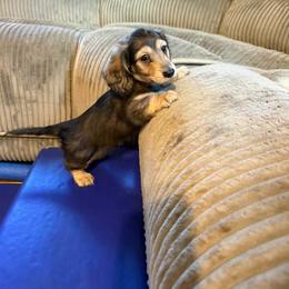 Cream Sable Longhair Male, Landon. 4000 - Cream male Dachshund puppy in Fenton, Michigan from Always Darling Dachshunds