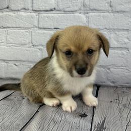 Eve - Sable and white female American Corgi puppy in Waskom, Texas from Piney Woods Corgis