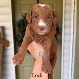 Lock - Red  male Goldendoodle puppy in Comanche, Texas from Central Texas Doodles, LLC.