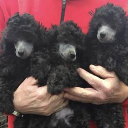 Poodles from Maestoso Poodles