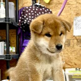 Hj - Red male Shiba Inu puppy in Milton, Florida from Moonlight Shibas