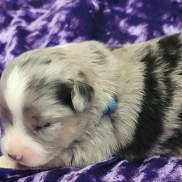 "Ready December 21st" Toy Australian Shepherd Puppies from Casual Country