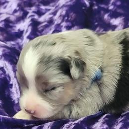 "Ready December 21st" Toy Australian Shepherd Puppies from Casual Country