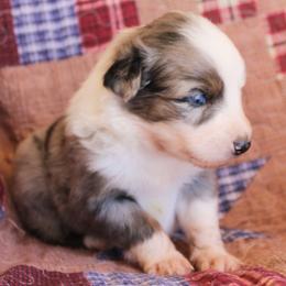 Zapps - Blue merle male Australian Shepherd puppy in Laurel, Mississippi from Reeves Australian Shepherds