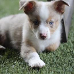 Miniature Australian Shepherd and Toy Australian Shepherd Puppies from Stone & Sage ATX Toy & Mini Aussies