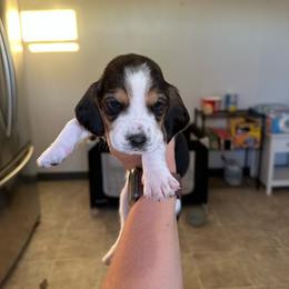 Boy 5 - Black and white male Basset Hound puppy in Las Animas, Colorado from J&D Dachsies