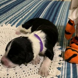 Girl 3 - Portuguese Water Dog puppy in Lakeview, Michigan from Cedar Creek Portuguese Water Dogs
