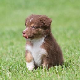 Mango - Red tri-color female Australian Shepherd puppy in Springville, Alabama from Cross Creek Aussies