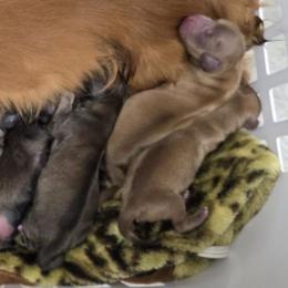 Morganite - Cream female Dachshund puppy in Windom, Minnesota from Aster Creek Dachshunds & Australian Shepherds