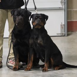 Rottweiler puppies from Rottweiler von knight enterprise