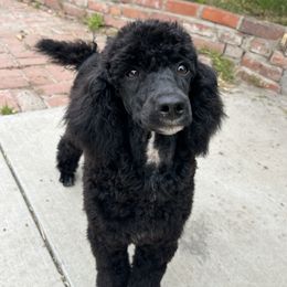 Frosty - Black female Poodle puppy in Arroyo Grande, California from Ever So Clever Poodles