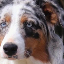 Aussiedoodles, Australian Shepherds, and Miniature Australian Shepherds from God’s Little Aussies