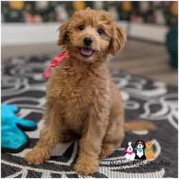 Scarlet-OFA.Genetics.2 Yr Warranty - Apricot female Goldendoodle puppy in Jeddo, Michigan from Apple Creek Doodles