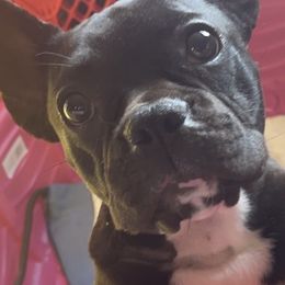 Tessa - French Bulldog
