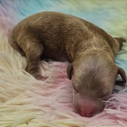 Boy 1 - Red  male Poodle puppy in Salem, Missouri from Meadowbrook Poodles