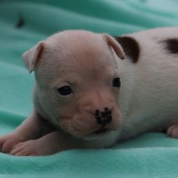 Lulu - Red female American Staffordshire Terrier puppy in Guilford County, North Carolina from Explicit Kennel