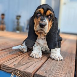 Basset Hound Puppies from BeautyBea's Flathead Lake Bassets