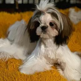 Kaori - Shih Tzu