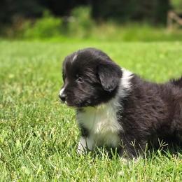 Blinkers - Black and white male Border Collie puppy in Olney, Illinois from Heronwood Border Collies