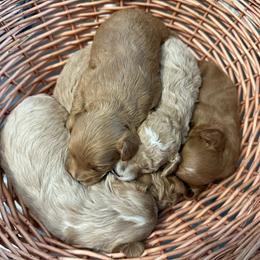 Cavapoo puppies from FurEver Friends Finder
