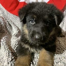 German Shepherd Puppies from Salty Raccoon Ranch German Shepherds