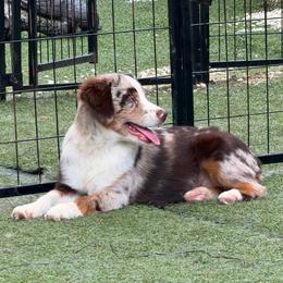 Gypsy - Red merle female Miniature American Shepherd puppy in Garysburg, North Carolina from Schaefer's Miniature American Shepherds