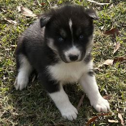 Celine - Black and white female Siberian Husky puppy in Summerville, South Carolina from Carolina Husky Lodge