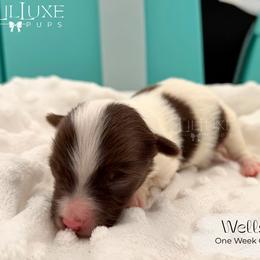 Wells - Black and white male Companion Cross puppy in Scottsdale, Arizona from Lil Luxe Pups