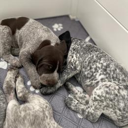 German Shorthaired Pointer Puppies from Thunder Mountain Gun Dogs