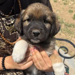 Utica- dark blue - Tan male Colorado Mountain Dog puppy in Cotopaxi, Colorado from Once Upon A Moose (OUM)