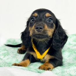 Twix - Black and tan male Dachshund puppy in Sacramento, California from MiniDoxPups