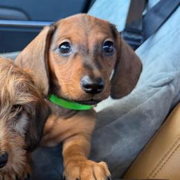 Dustin - Red male Dachshund puppy in Sulphur Springs, Texas from K & G Doxies
