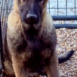 Boy 1 - Sable male German Shepherd puppy in Beech Grove, Arkansas from Ze Zadnich lesu