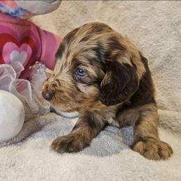 Cannoli - Merle male Labradoodle puppy in Ocean Breeze, Florida from 7 Puppies
