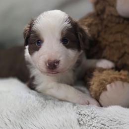 Yellow Collar - Red tri-color female Miniature American Shepherd puppy in Statesboro, Georgia from Azure Miniature American Shepherds