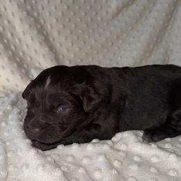 Wrangler - Red & white male Australian Shepherd puppy in Quaker City, Ohio from Wagon Wheel Aussies and Corgi’s