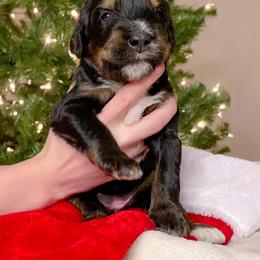 Schnoodle Puppies from Bentley's Beloved Paws