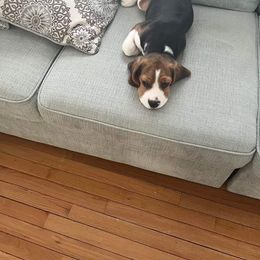 Beagle Puppies from Knockhill Beagles