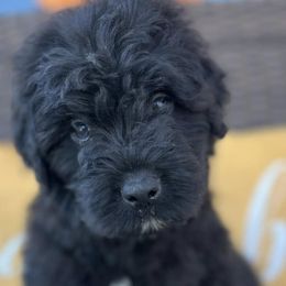 Bouvier des Flandres from Noble Bouviers