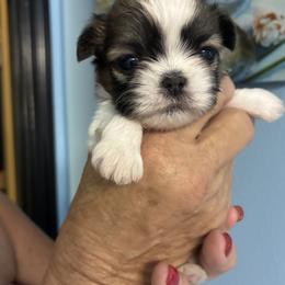 Shih Tzu puppies from Cutie Shihtzu, Frenchies, Schnauzer AKC Puppies