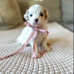 Java - Parti female Goldendoodle puppy in New Harmony, Indiana from Cottonwood Farms